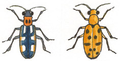 Asparagus beetle