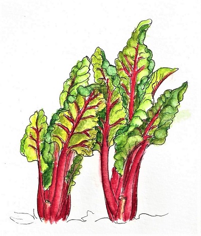 chard